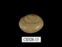 藏品(球蝸牛)的圖片